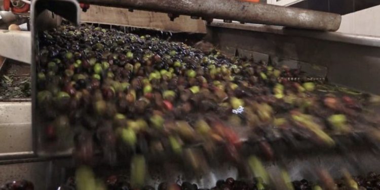 Vaj ulliri nga importi mbush raftet e supermarketeve, më shumë se prodhimi vendas