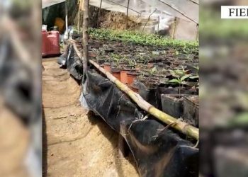 VIDEO+EMRI/ Zbulohet sera me 500 fidanë kanabisi në Fier, arrestohet 46-vjeçari