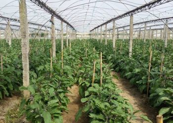 Banka Botërore bën thirrje për të rritur mbështetjen ndaj fermerëve, Shqipëria më dobët në rajon