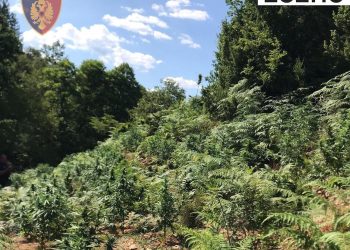 FOTOGALERI/ Operacion antidrogë në Lezhë e Kurbin! Asnjë i arrestuar, asgjesohen 5490 bimë kanabis