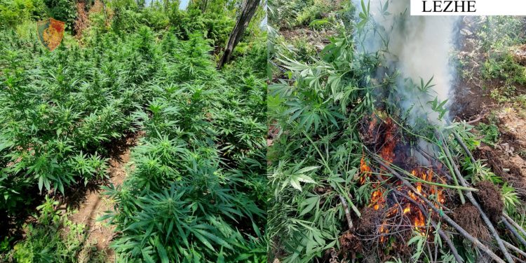 FOTO+DETAJE/ Operacion antidrogë në Lezhë, asgjesohen 1213 bimë kanabis