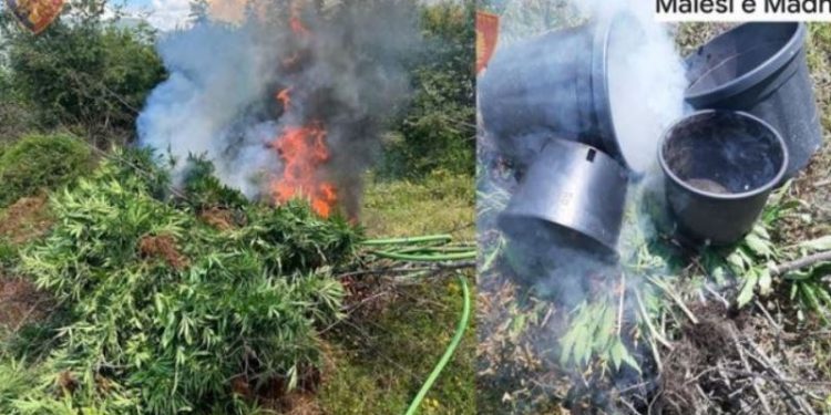 Malësinë e Madhe/ Asgjësohet parcela me 116 bimë kanabis, arrestohet 1 person