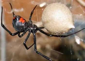 U pickua nga ‘vejusha e zezë’, Mjekja: S’kemi antidotë kundër pickimit nga merimanga