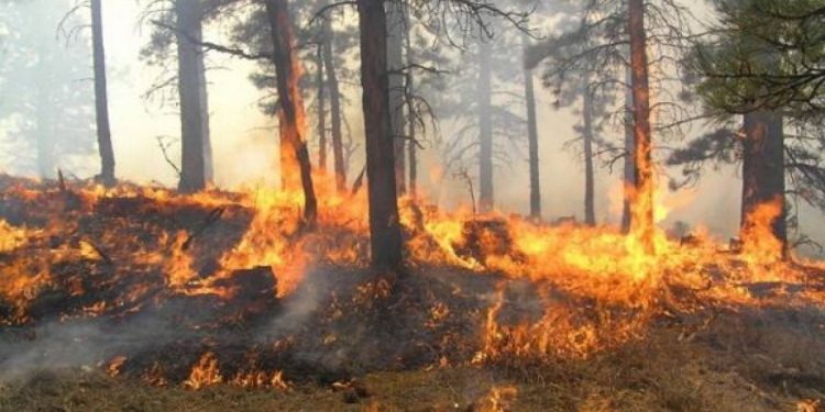 Zjarri në Fier/ Hyn në “lojë” helikopteri Cougar