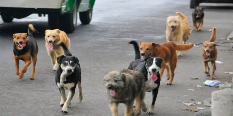 “Shpëtojnë” qentë endacakë në Prishtinë. Do të adaptohen nga qytetarët