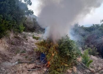 Mbolli kanabis në një fshat të Mallakastrës, në pranga 18-vjeçari