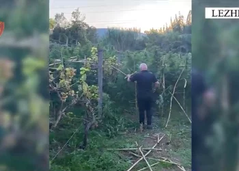 Arrestohet në flagrancë duke u kujdesur për bimët narkotike, në kërkim bashkëpunëtori