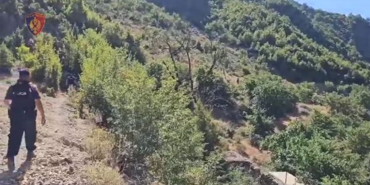 Operacioni ‘Fokusi’: Asgjesohen mbi 5 mijë bimë narkotike në disa qytete