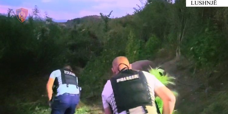Kultivimi i kanabisit, si biznes familjar, 4 të arrestuar në Lushnje