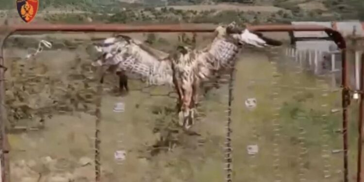 E rëndë në Përmet! Qytetari plagos shqiponjën, e var në portë për ta balsamosur të gjallë (VIDEO)