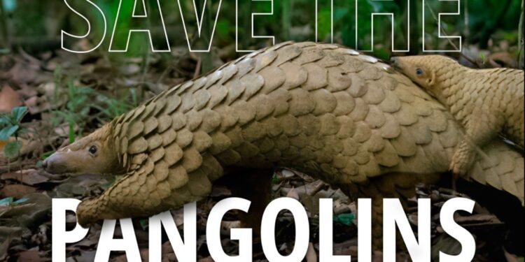 Pangolin: 5 gjëra që nuk i dini për speciet më të kontrabanduara në botë