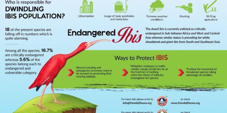 Ibis ne rrezik zhdukje/ Shkaqet kryesore te zhdukjes se tyre